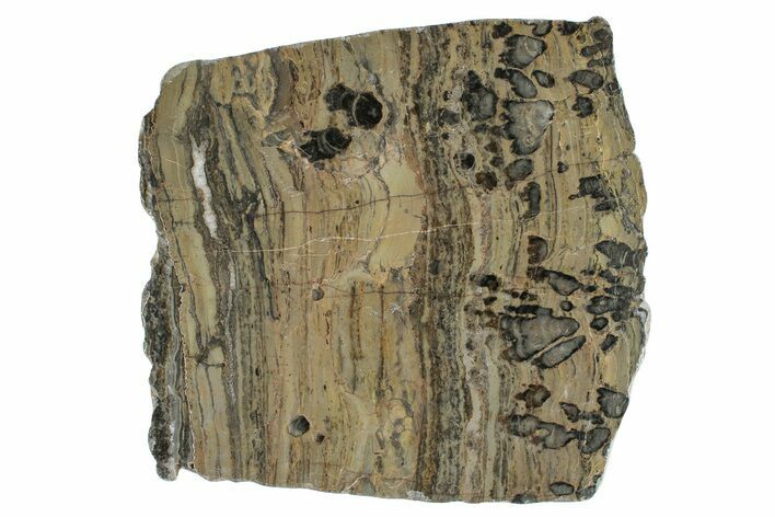 Polished Proterozoic Stromatolite (Yelma) Slab - Australia #239980